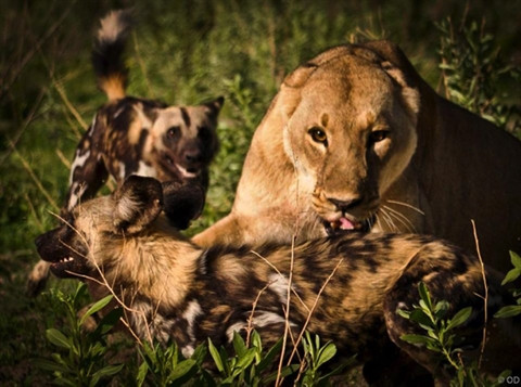 Sư tử cướp con mồi bị linh cẩu đánh chạy te tua ảnh 1