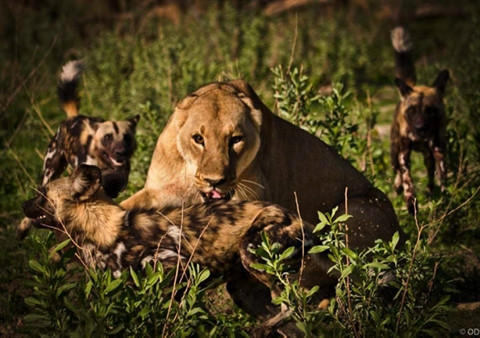 Sư tử cướp con mồi bị linh cẩu đánh chạy te tua ảnh 2