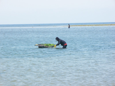 Lặn ngụp vớt rong 