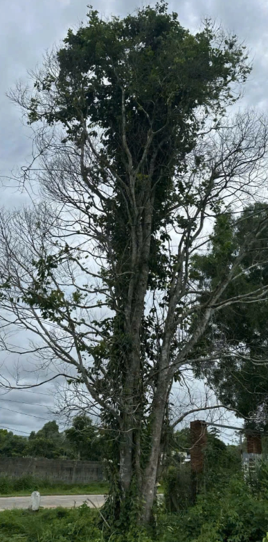 Cây dó bầu trong vườn nhà ông Hưng lúc chưa khai thác