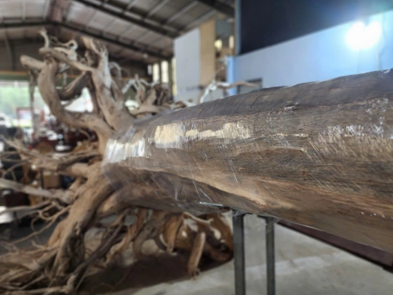 Phần chi lớn của cây to hơn 1 vòng tay người ôm