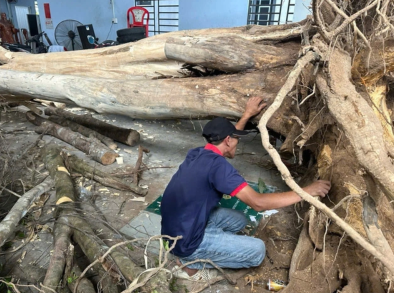 Thợ trầm kiểm tra trữ lượng trầm trong thân cây