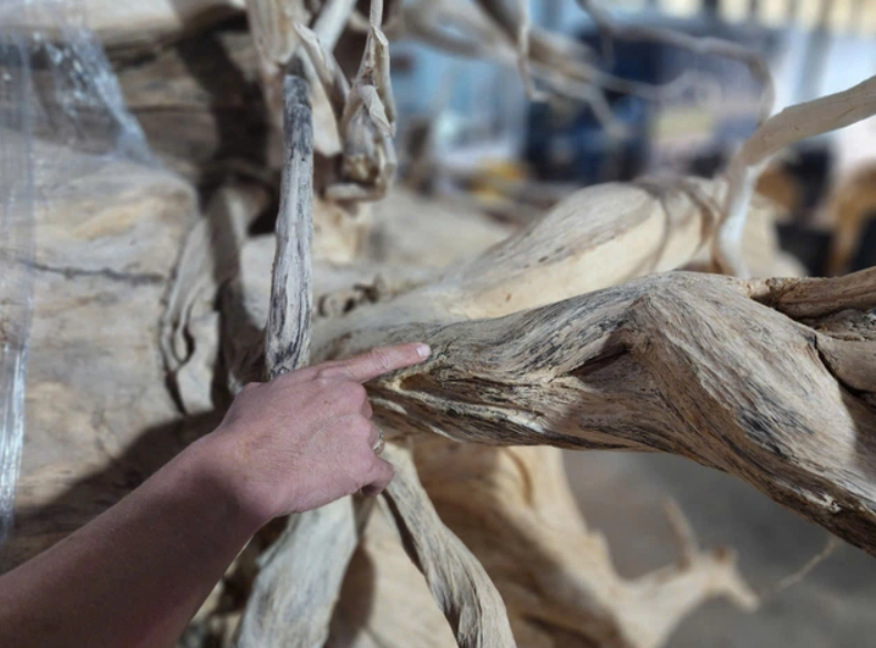 Cây được cho là phát trầm toàn thân từ rễ đến ngọn, rất hiếm thấy