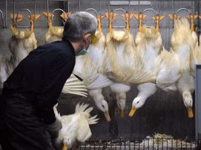 Xem xét vịt sống bày bán ở chợ gia cầm tại Trung Quốc ngày 26/4. Ảnh: Fox News