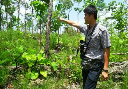 Khu vực nơi chú voi hoang dã di chuyển sau khi bị dính bẫy