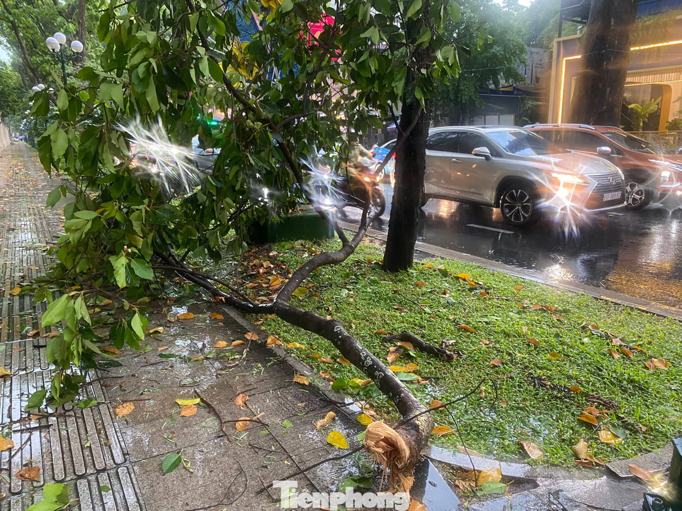 Một nhánh cây bị gãy rơi xuống vỉa hè đường Nam Kỳ Khởi Nghĩa (quận 1). .