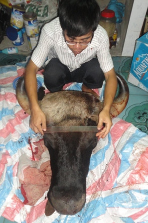 Đầu bò được đo đạc cẩn thận các bộ phận trước khi róc hết các phần ra (ảnh: Th.s Võ Đình Ba cung cấp)