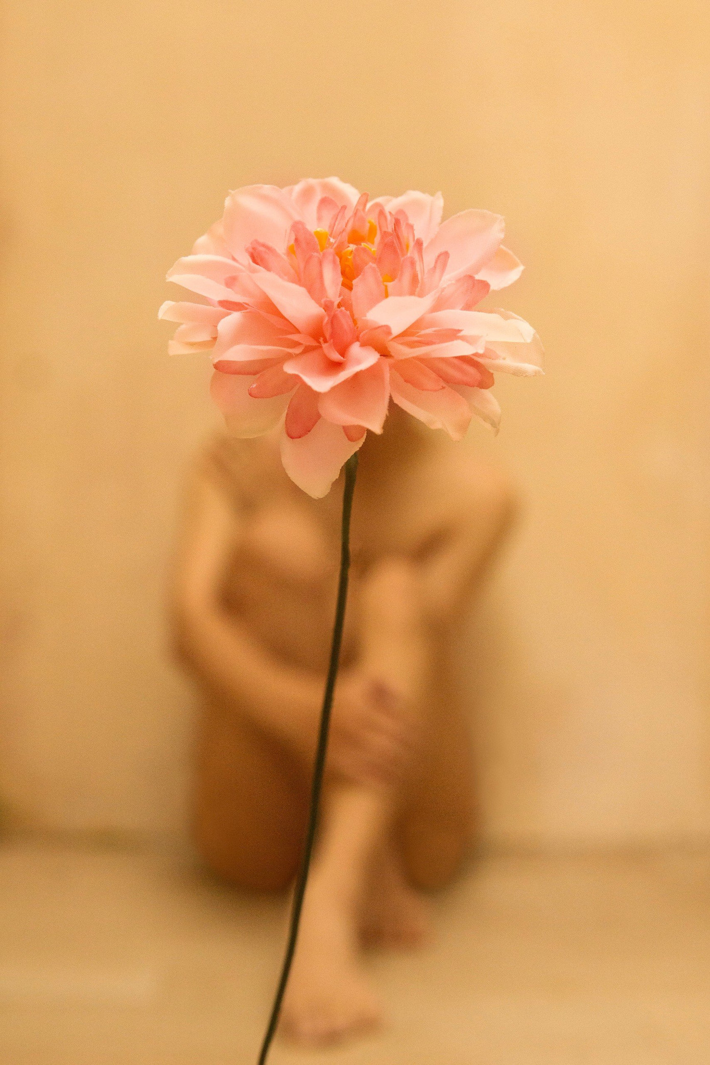 Trong bộ ảnh, Phương Trung sử dụng hình tượng “hoa thược dược hồng” đại diện cho bản thân. (Ảnh: Phương Trung)