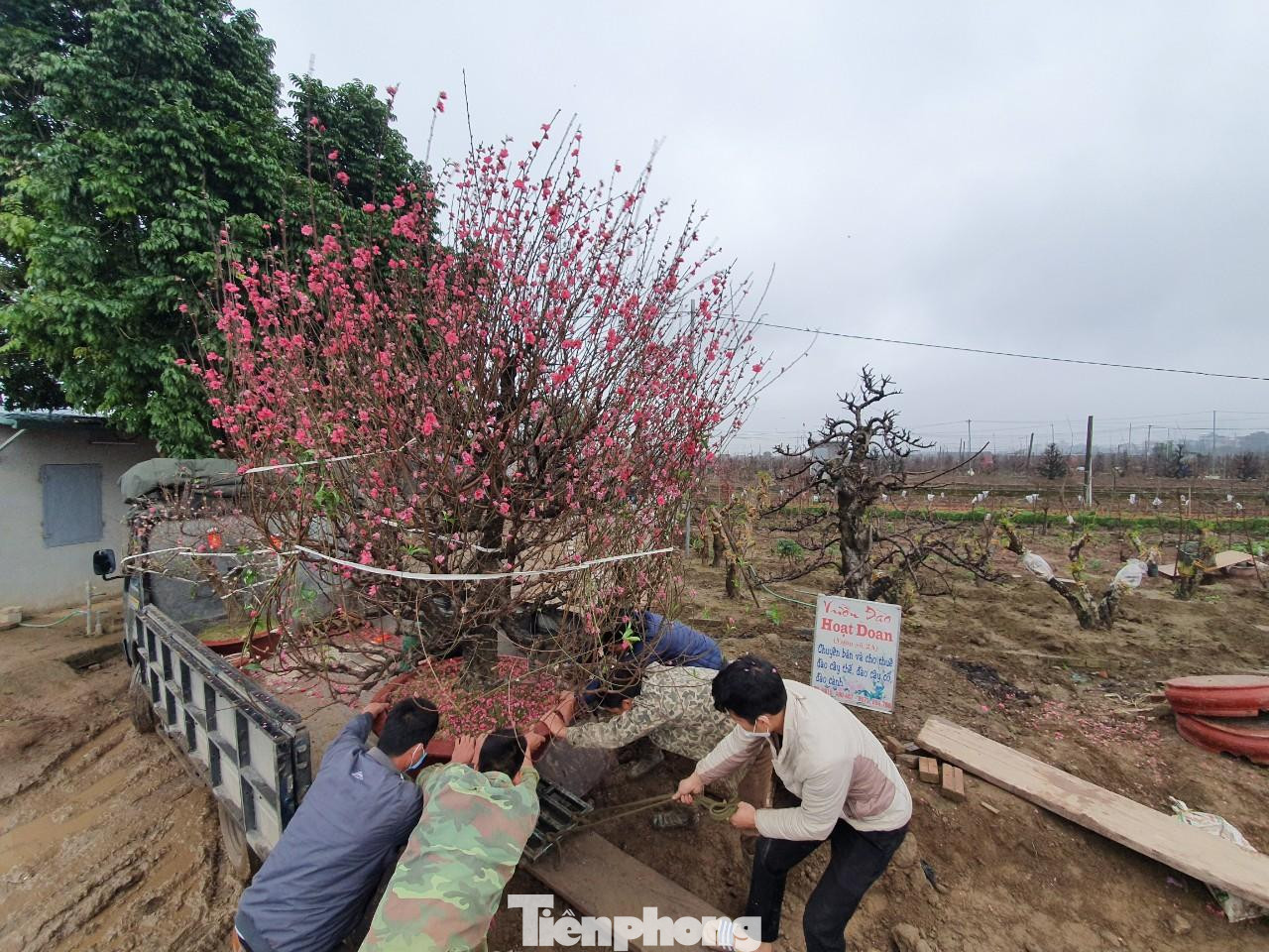 ...chỉ có số ít mua đứt nhưng những chủ đào đều có địa chỉ liên lạc để sau tết lại đi gom về chăm sóc.