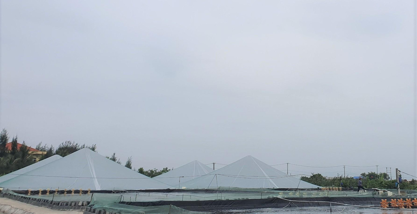 Ông Phạm Văn Nhượng, người dân ở xã Giao Thiện có 2ha nuôi tôm thẻ chân trắng được khoảng 3 năm qua cho biết, nhiệt độ xuống thấp tôm sẽ ăn ít, chậm phát triển, khiến năng suất nuôi bị ảnh hưởng.