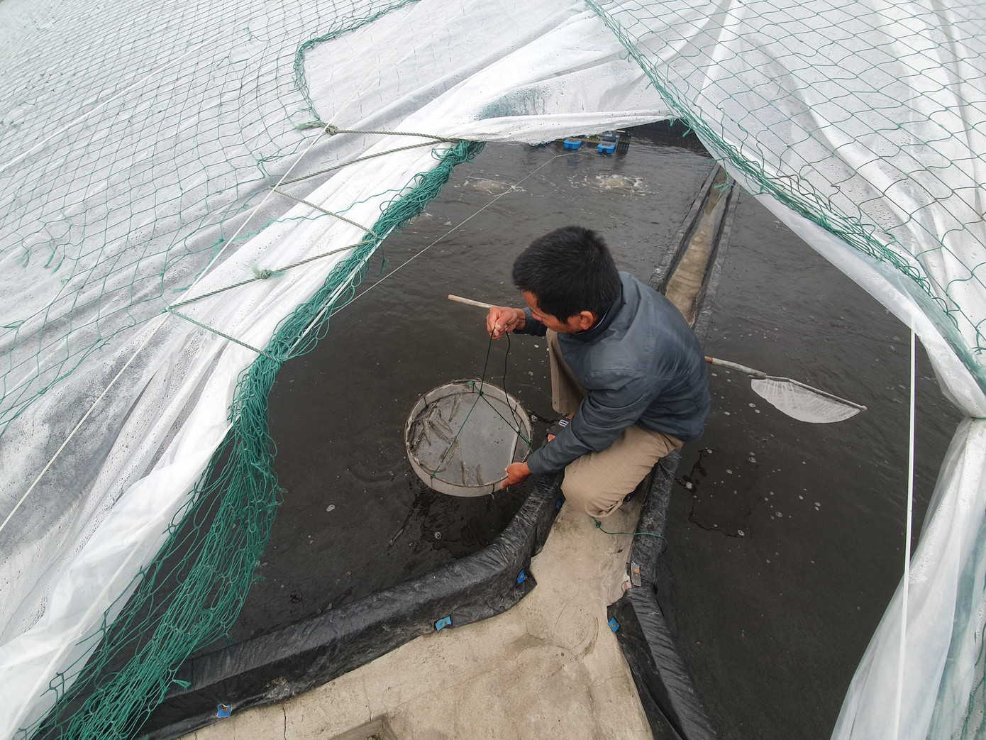 Một năm ông Nhượng nuôi từ 3-4 vụ, chủ động kiểm soát các yếu tố môi trường, ít phụ thuộc vào thời tiết và mùa vụ nuôi, vì vậy mà năng suất trung bình từ 10-15 tấn/ha/vụ, lãi khoảng 300- 500 triệu đồng/ha/năm.