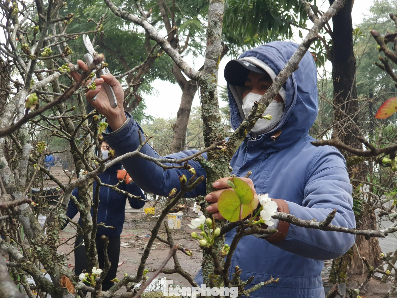Một cành lê đẹp cần phải có đủ cả hoa quả và lộc.