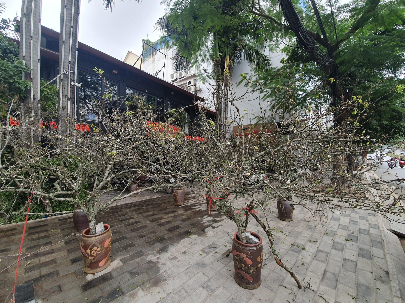 Cành hoa mận, hoa lê cũng là một trong những loại hoa chơi Tết được nhiều người dân Hà Nội săn đón, bởi nó có sắc trắng tinh khiết, biểu trưng cho vẻ đẹp tinh khôi, trong sáng. Cành hoa mận, hoa lê cũng là một trong những loại hoa chơi Tết được nhiều người dân Hà Nội săn đón, bởi nó có sắc trắng tinh khiết, biểu trưng cho vẻ đẹp tinh khôi, trong sáng.