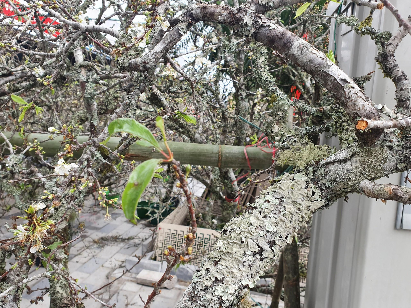 Những gốc mận, đào mốc meo, xám trắng được nhiều người dân Hà Nội săn tìm, ưu chuộng. Những gốc mận, đào mốc meo, xám trắng được nhiều người dân Hà Nội săn tìm, ưu chuộng.