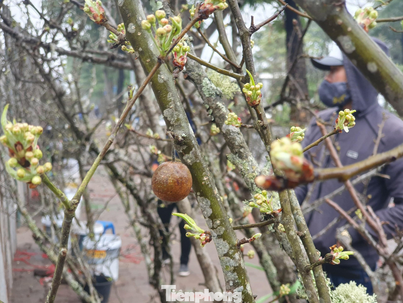 Không giống như đào, mận, hoa lê chơi được lâu, hoa bền có thể chơi được 1 tháng đến 40 ngày.