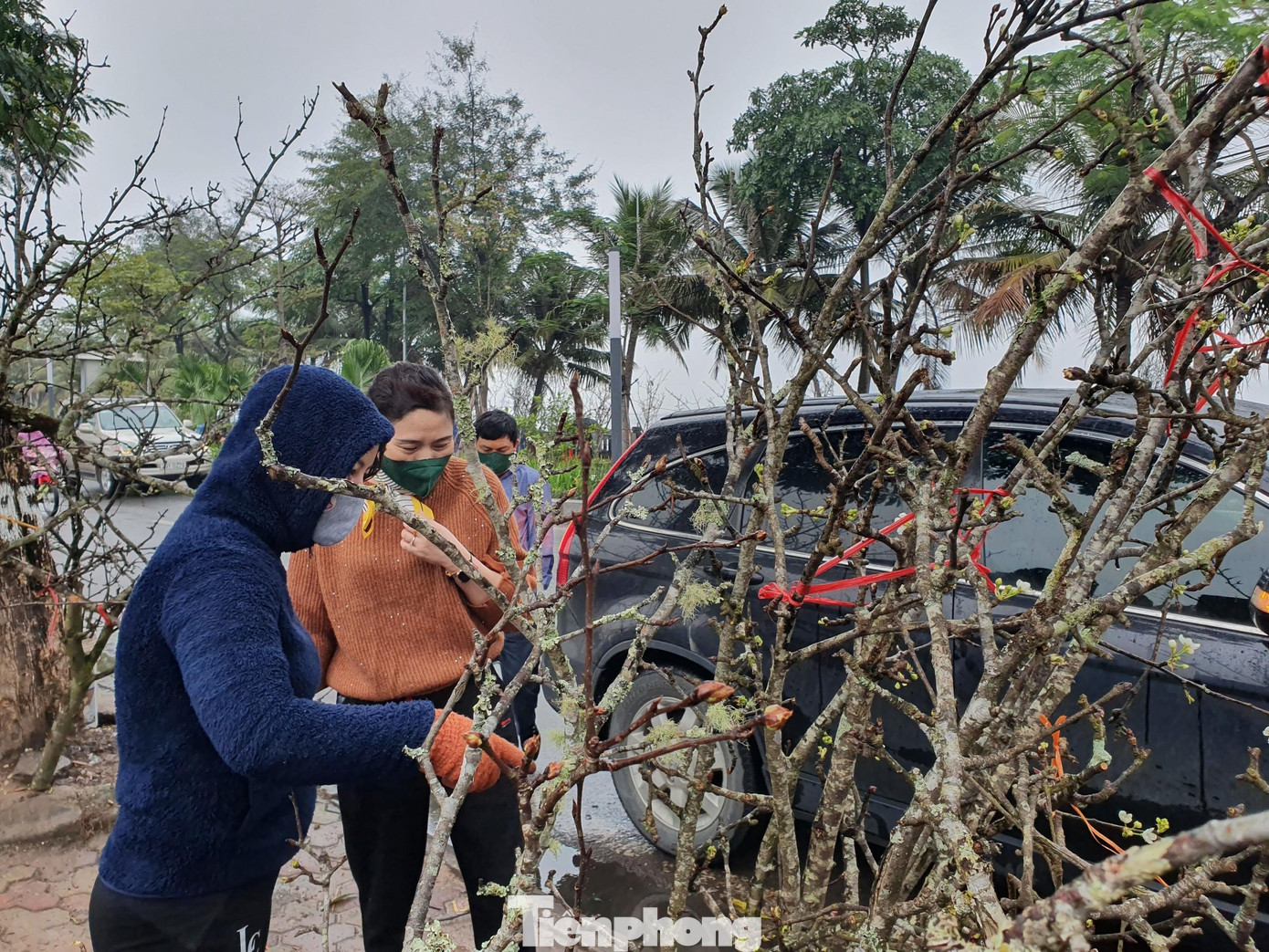 Hoa lê năm nay nở muộn nhưng đã được thương lái chuyển về thành phố bày bán cho những người yêu hoa thưởng thức sau Tết.