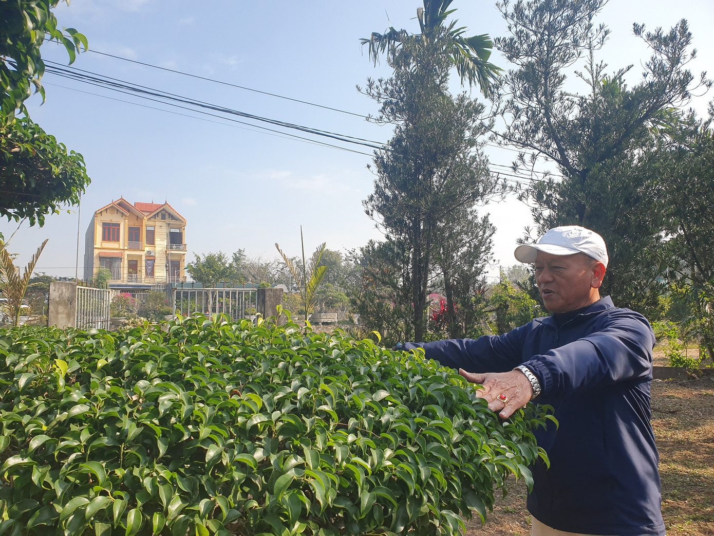 Theo ông Quân, loại cây phù hợp nhất để làm dáng long là cây sanh Nam Điền. Đây là loại cây có lá xanh biếc. Một đặc điểm khiến sanh Nam Điền rất được ưa chuộng là lâu phá thế; một khi, cây đã đẹp sẽ có tính ổn định cao.