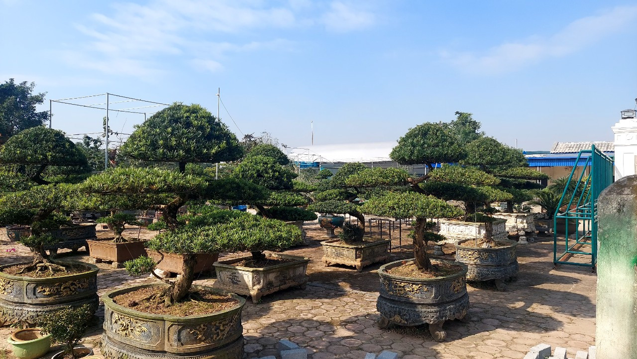 100% hộ dân trong làm làm nghề cây cảnh, thu nhập bình quân đầu người đạt 90 triệu đồng/người/năm. 100% hộ dân trong làm làm nghề cây cảnh, thu nhập bình quân đầu người đạt 90 triệu đồng/người/năm.