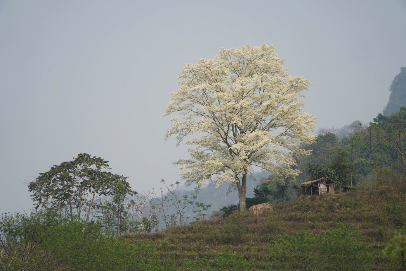 Những bông hoa trong nắng có hương thơm thoang thoảng.
