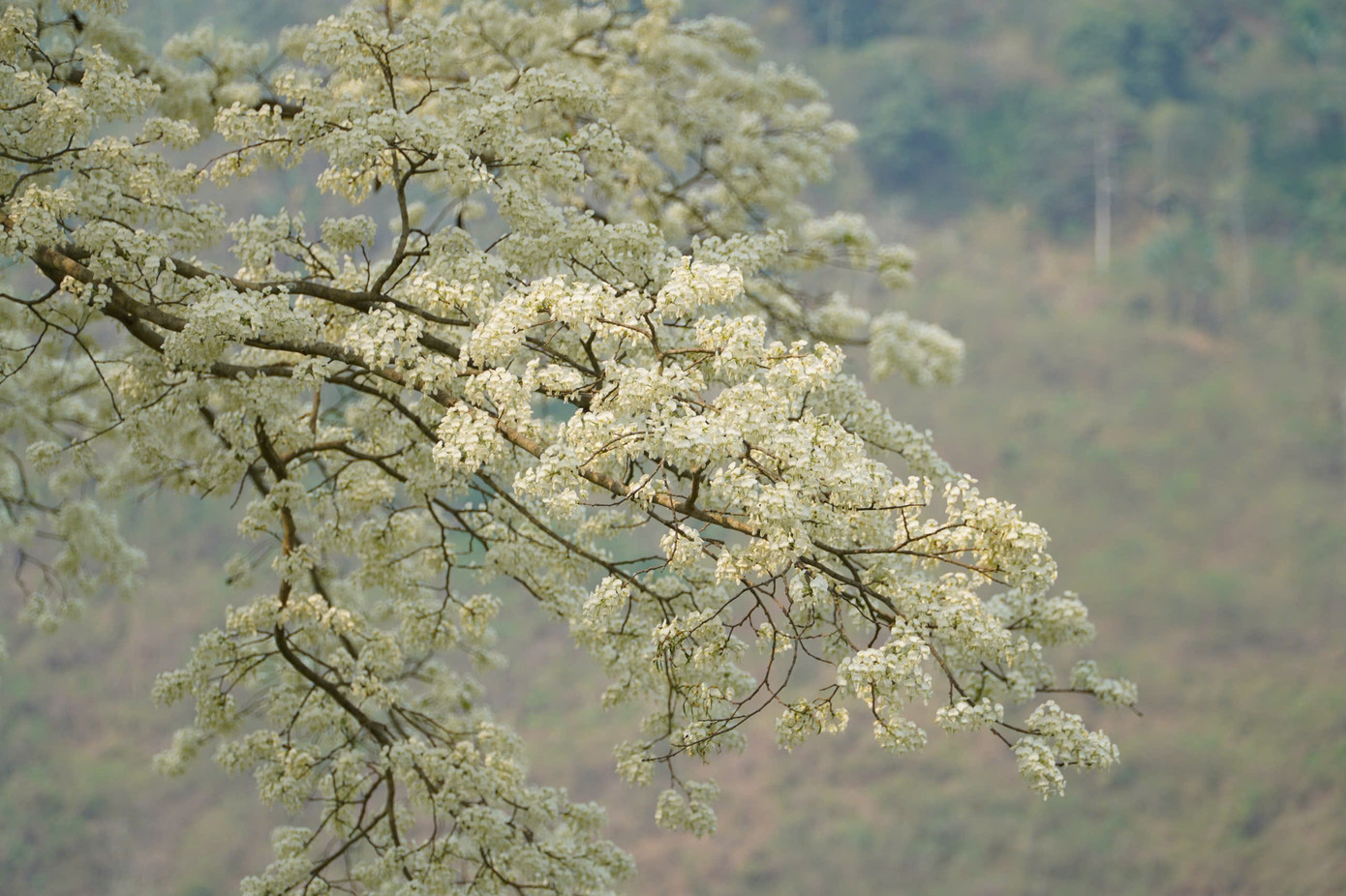 Nhìn gần, từng bông hoa có hình dáng nhỏ, xinh xắn.