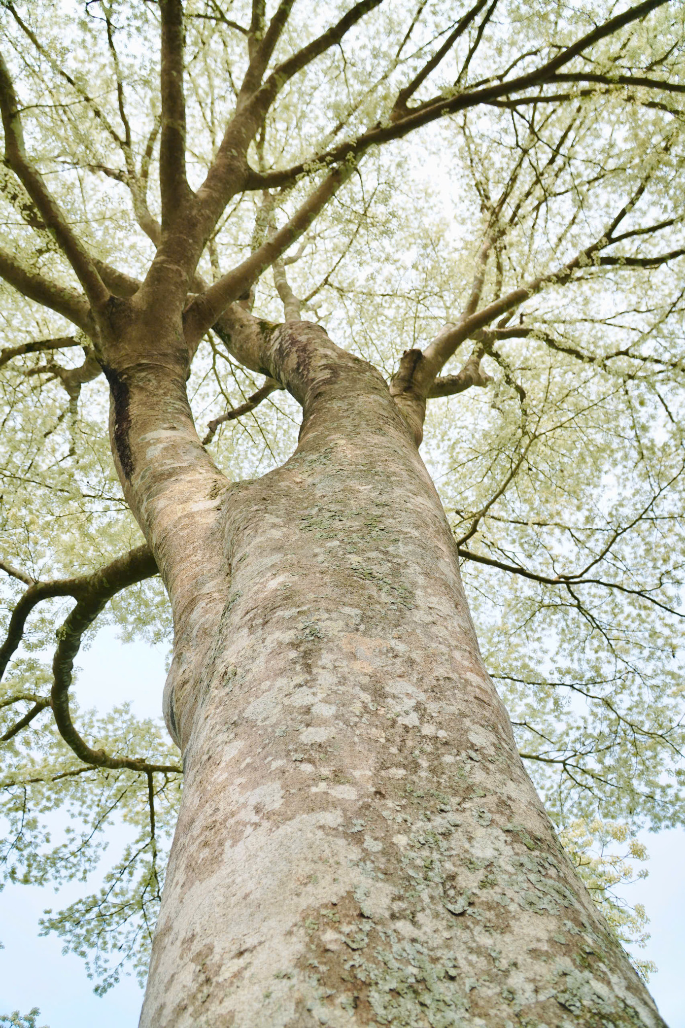 Thân cây to lớn và khoẻ khoắn.