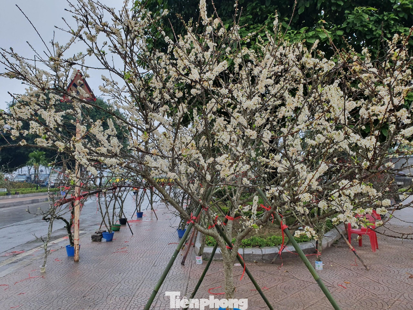 Sắc trắng tinh khôi từ loài hoa của núi rừng luôn có sức hấp dẫn đặc biệt với người yêu hoa.