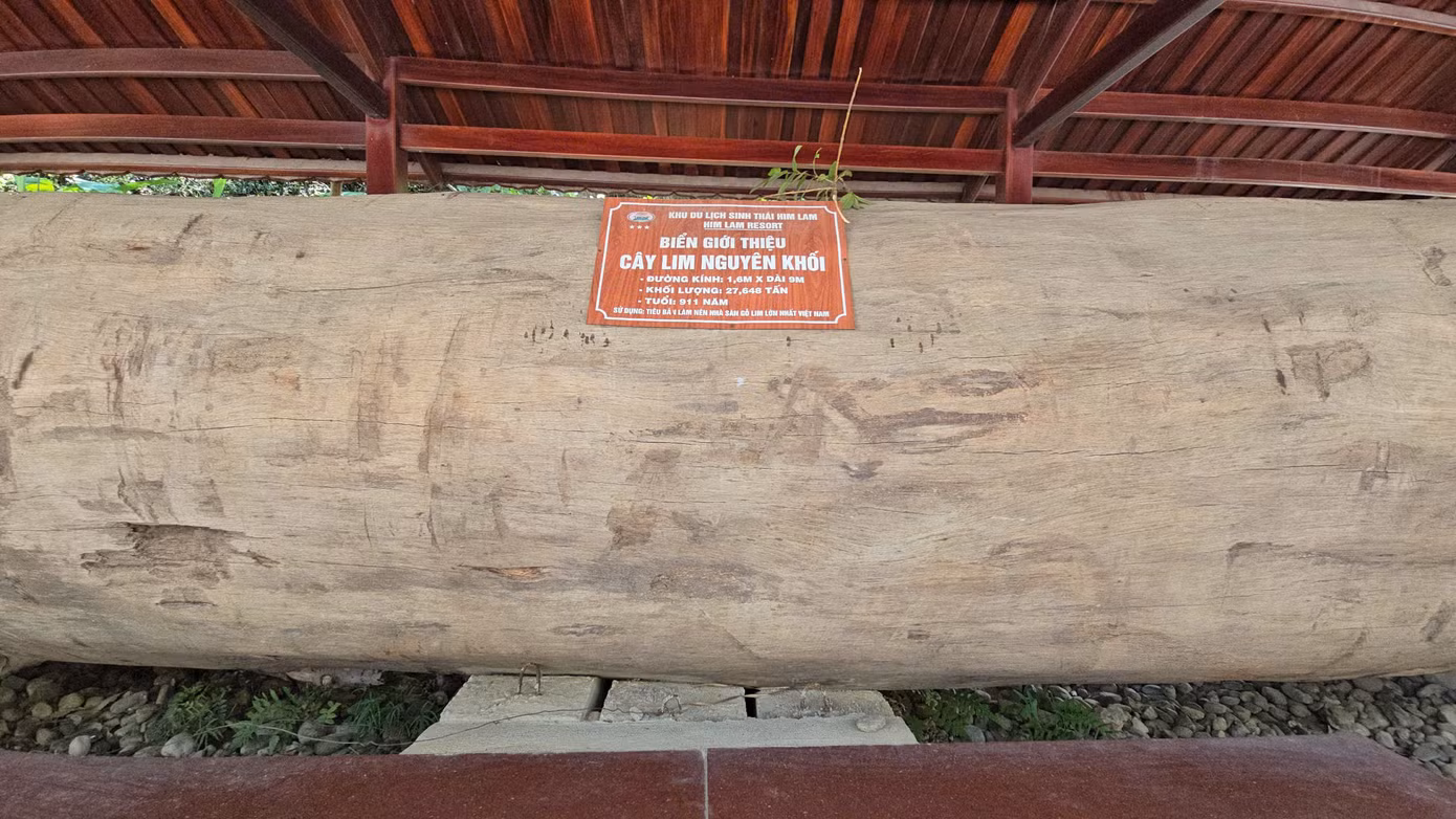 Gỗ lim xây dựng nên nhà sàn là gỗ nguyên khối hơn 900 tuổi. “Trung bình những ngày cao điểm (đợt kỷ niệm Chiến thắng Điện Biên Phủ) có hàng trăm khách tham quan căn nhà sàn, thu được khoảng 2 triệu đồng tiền vé”, nhân viên hướng dẫn cho biết.