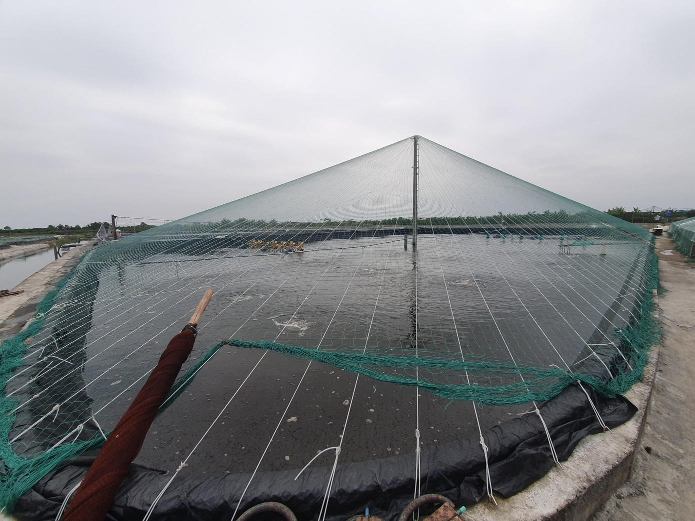 Gia đình ông Nhượng đã đầu tư hàng trăm triệu để dựng cột sắt, kéo lưới, nilon chùm lên những vuông tôm.