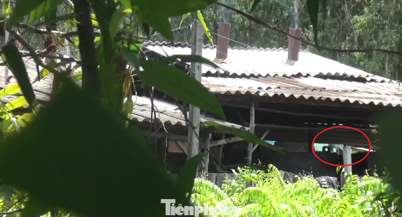 Lò cháy, dầu thành phẩm vẫn chảy đều vào bể chứa. (Cảnh ghi trước khi cơ quan chức năng xử lý)