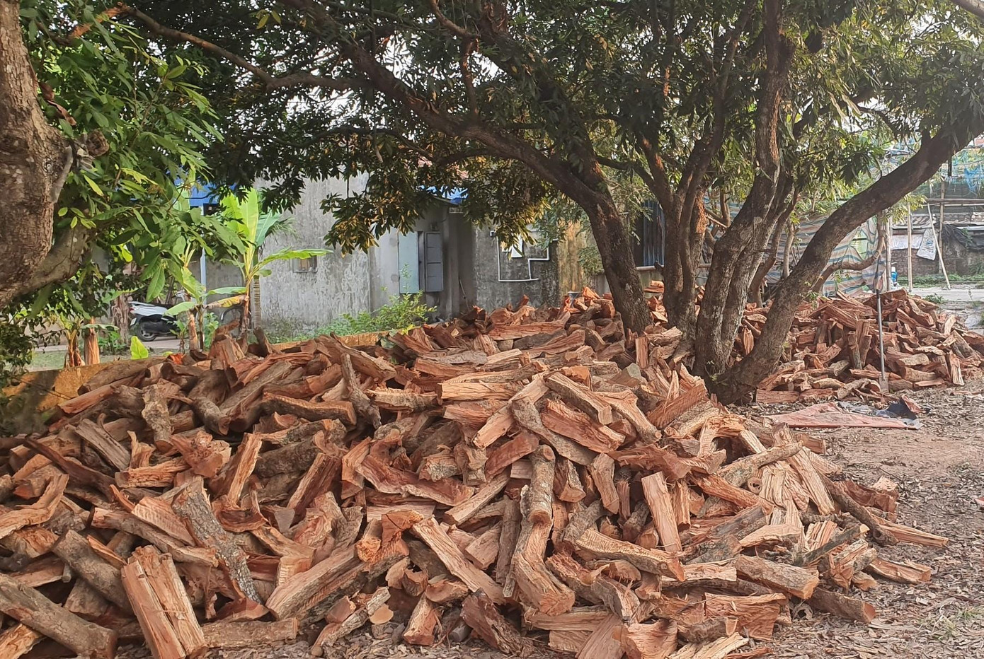 Cá được kho bằng củi nhãn, vì theo người dân ở làng Vũ Đại, nồi đất kho bằng củi nhãn sẽ làm mất mùi đất nung và làm cho món cá có hương thơm hấp dẫn hơn, giữ được lâu hơn và củi nhãn cho lửa rất đượm.