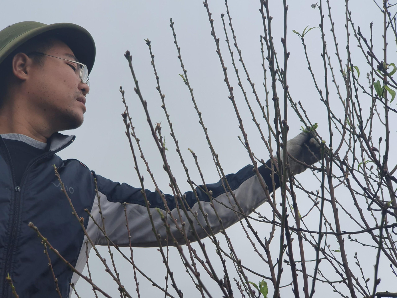 Chủ vườn đào tuốt lá đợt cuối để cây bung phát nụ, hoa nở đúng ngày Tết Chủ vườn đào tuốt lá đợt cuối để cây bung phát nụ, hoa nở đúng ngày Tết