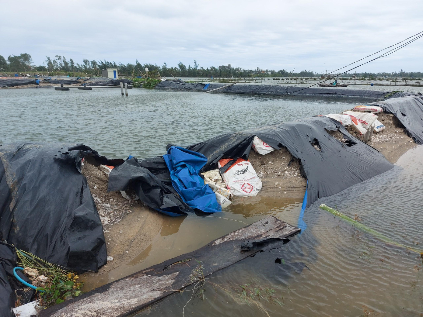 Đầm tôm giống vừa được cải tạo, đầu tư lại giờ bờ vỡ, nước tràn.