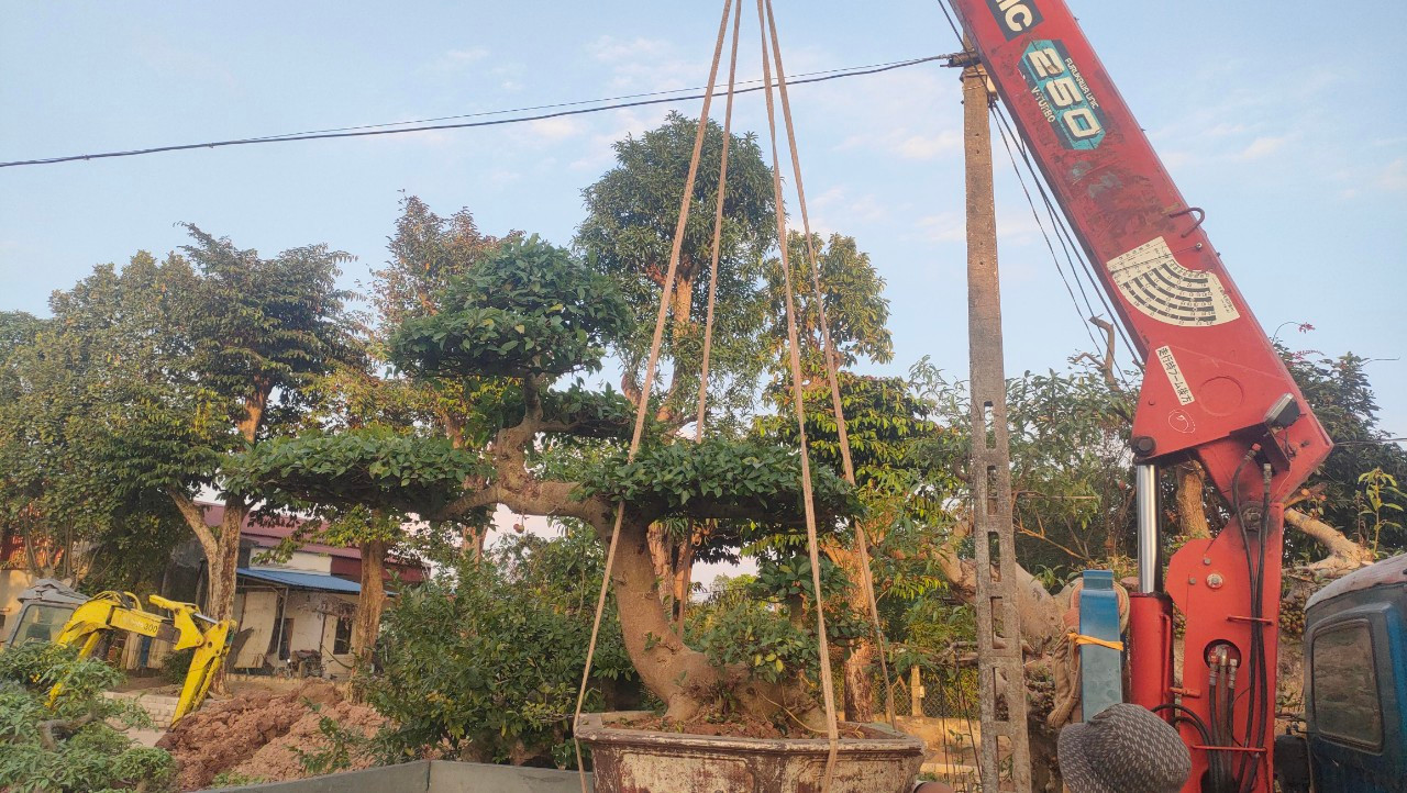 Các hộ dân ở Nam Điền giờ đã đấu thầu các dự án cây xanh lớn. Các hộ dân ở Nam Điền giờ đã đấu thầu các dự án cây xanh lớn.