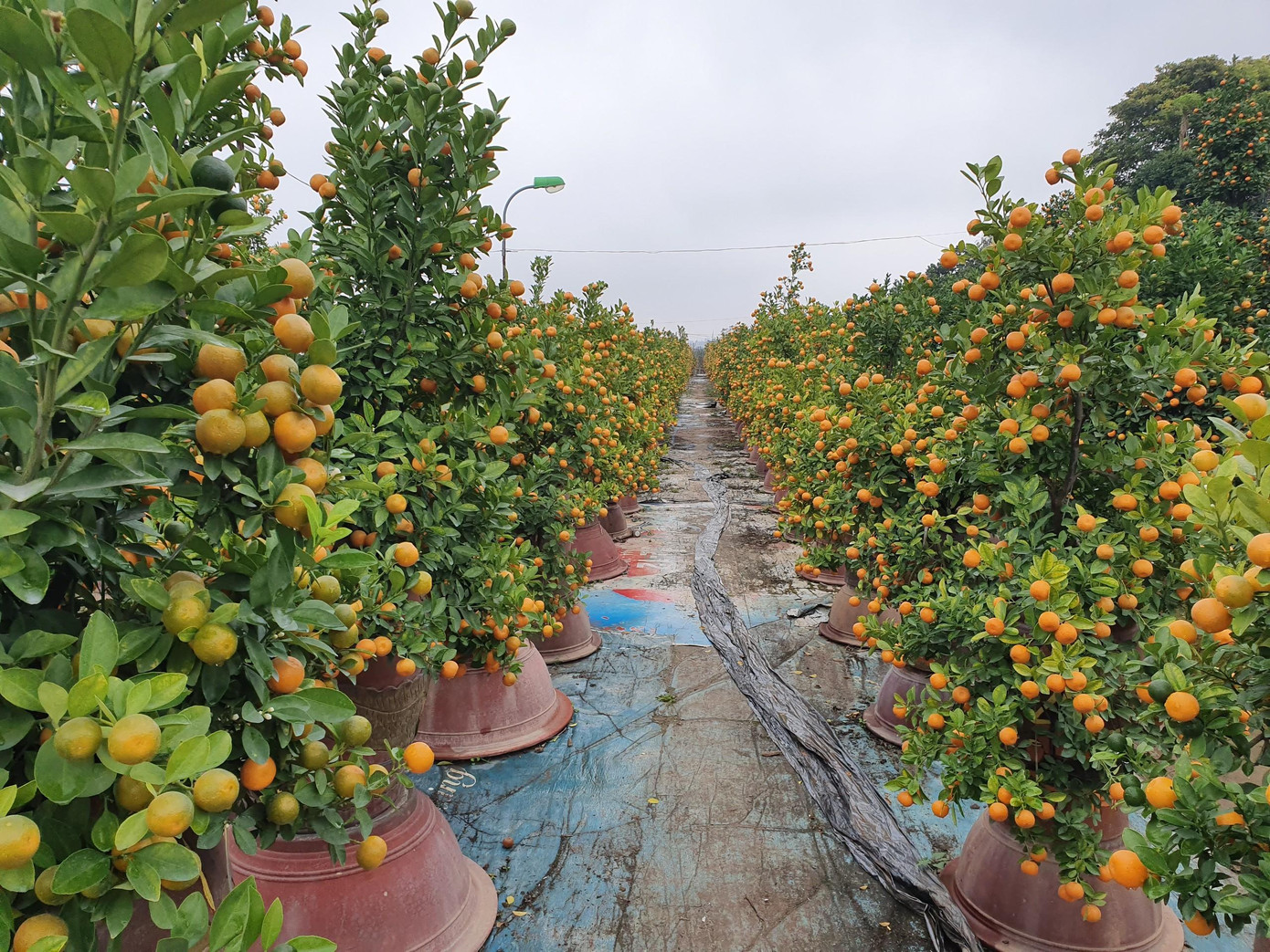 Cườn quất đã vàng óng với những quả chín. Cườn quất đã vàng óng với những quả chín.