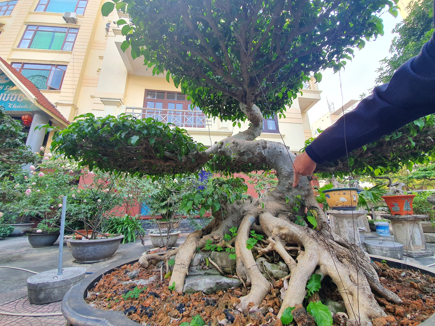 "Đầu rồng" và "ngực rồng" nằm ngay trên một chậu. Thân cành gân guốc, u bướu, vặn xoắn biểu lộ tinh thần bền bỉ, dẻo dai, vượt qua mọi khó khăn, ngạo nghễ vươn lên của rồng.