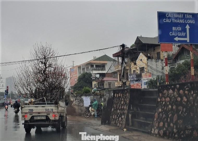 Dọc con đường nối từ đê Âu Cơ ra cánh đồng làng Nhật Tân luôn tấp nập người xe qua lại vận chuyển những gốc đào về vườn.