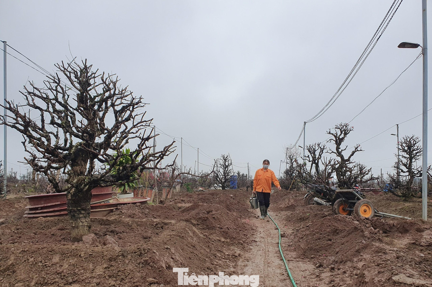 Đất trồng phải là đất được làm mới, chủ yếu là đất sét pha đất thịt thì cây mới có thể sinh trưởng tốt.
