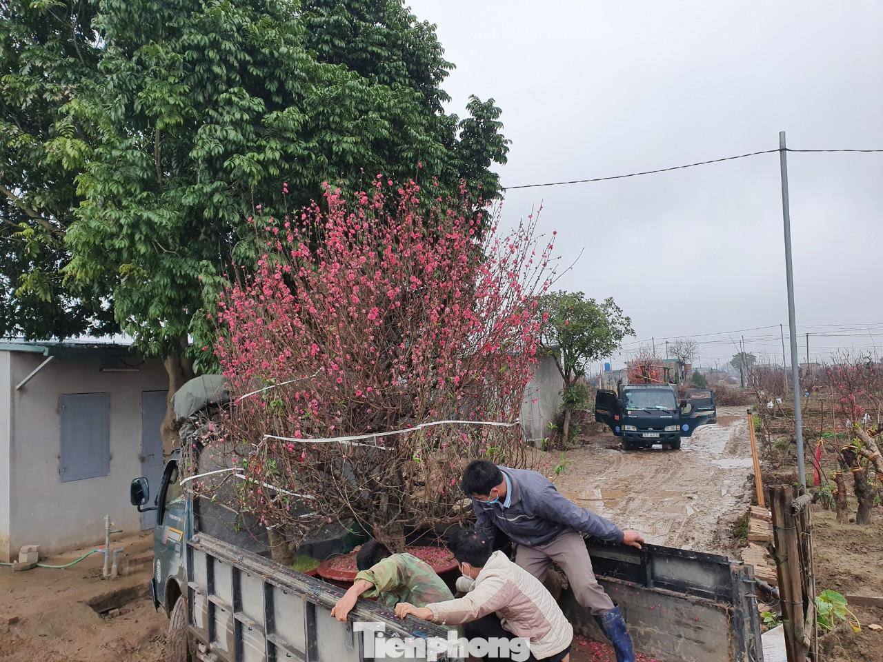 Từ mùng 10 tháng Giêng, những con đường, cánh đồng ở đây bắt đầu nhộn nhịp...