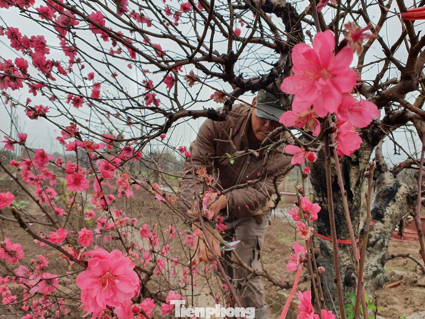 Phần lớn, đây đều là những gốc đào to, đẹp đã được các nhà vườn nuôi dưỡng lâu năm phục vụ nhu cầu cho thuê đào chơi Tết của người dân Thủ đô.