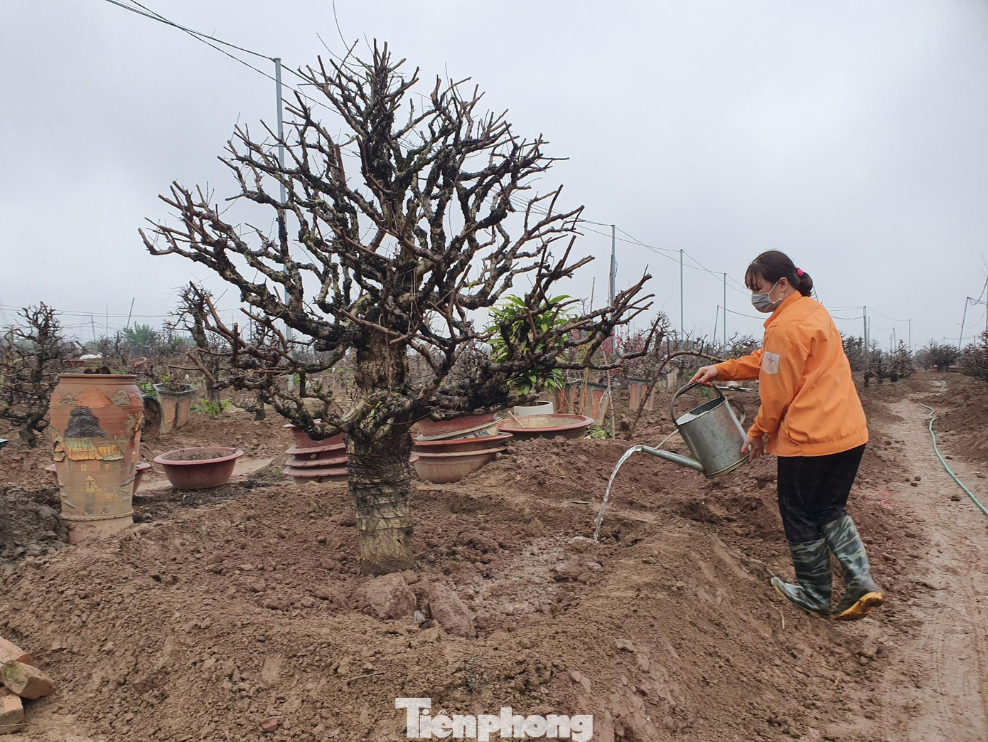 Sau một vài ngày trồng xuống xuống, đào cần được tưới nước và theo dõi hằng ngày, khi có dấu hiệu nảy mầm thì tiến hành ghép mắt.
