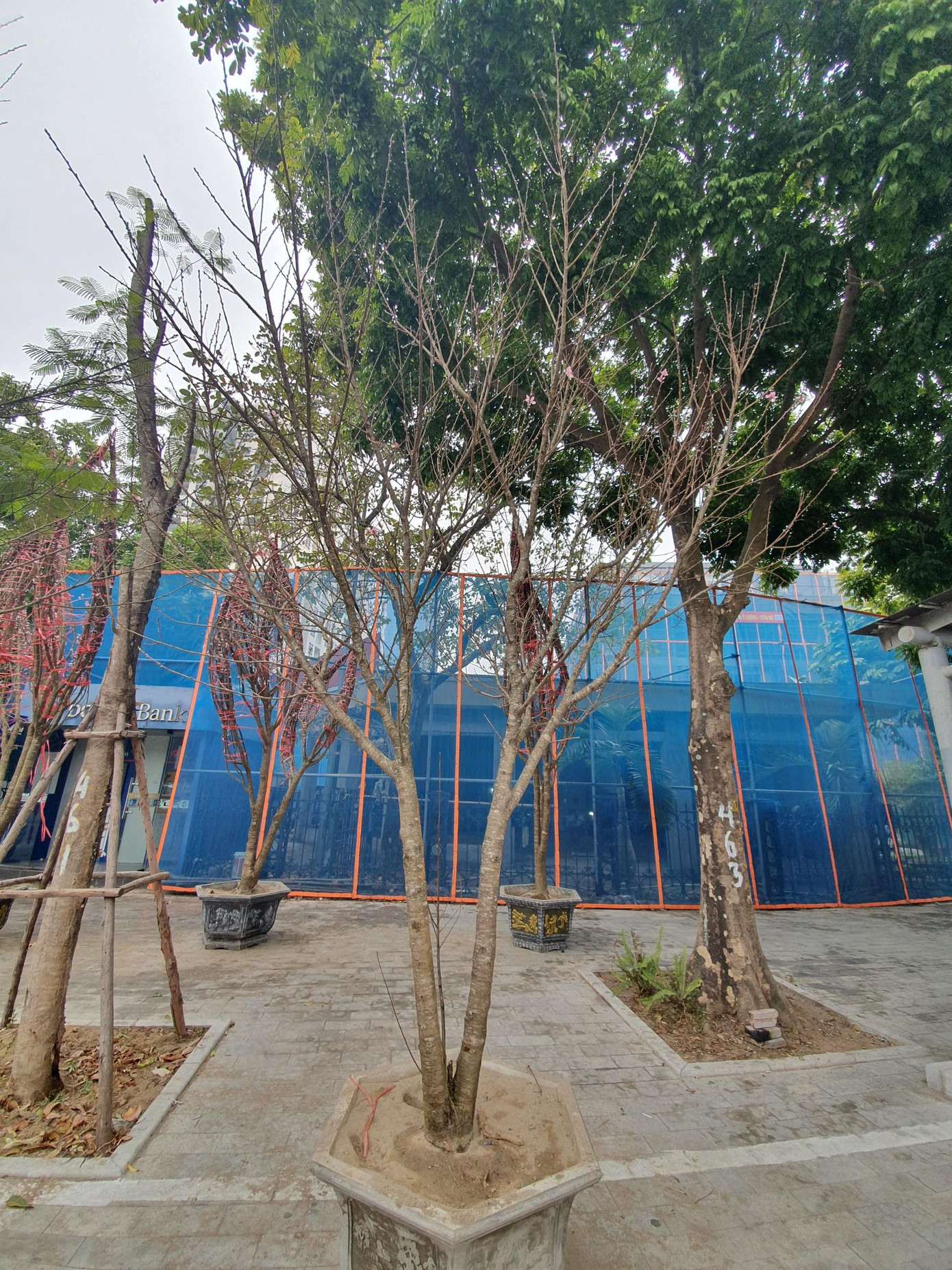 Những gốc đào rừng tiền triệu cũng được nhiều tiểu thương bày bán trên các tuyến phố Hà Nội. Những gốc đào rừng tiền triệu cũng được nhiều tiểu thương bày bán trên các tuyến phố Hà Nội.