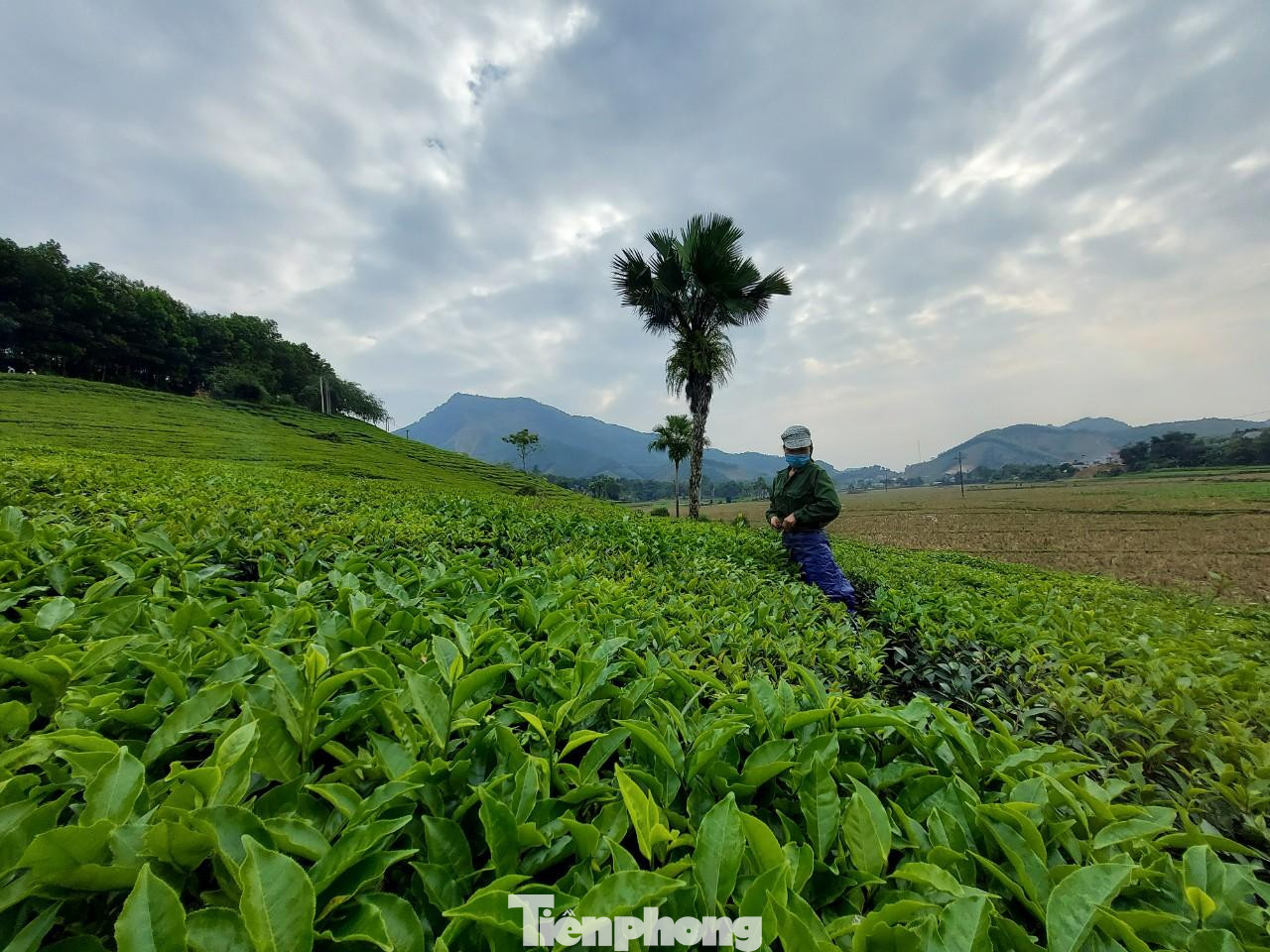 Trên địa bàn huyện Tân Sơn còn có nhiều đồi chè có cảnh đẹp hấp dẫn như: Đồi chè xã Long Cốc, Mỹ Thuận, Minh Đài, Văn Luông...