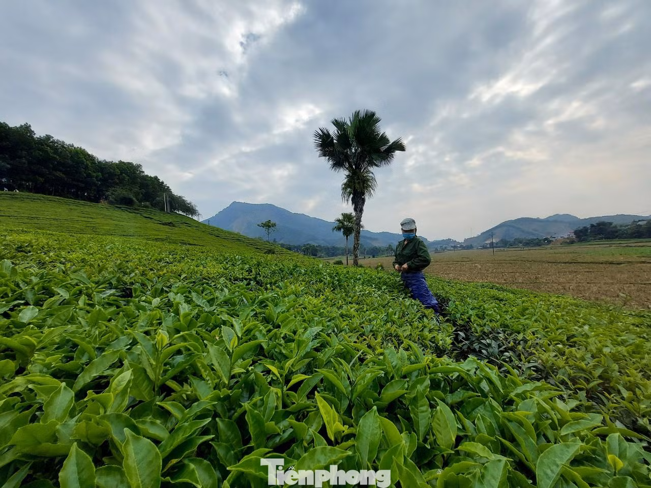 Trên địa bàn huyện Tân Sơn còn có nhiều đồi chè có cảnh đẹp hấp dẫn như: Đồi chè xã Long Cốc, Mỹ Thuận, Minh Đài, Văn Luông...