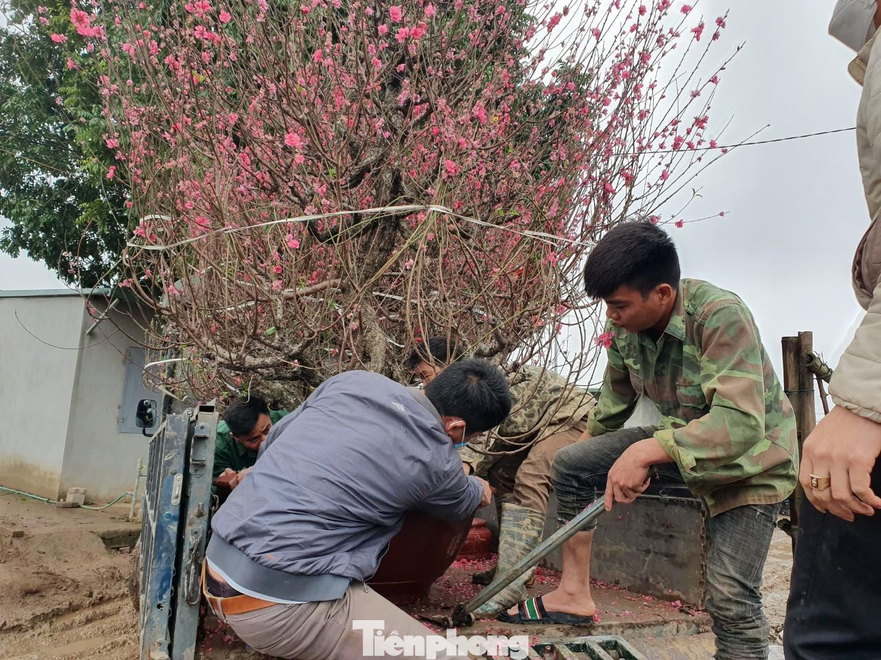 Ở Nhật Tân, các chủ vườn chủ yếu cho thuê đào để chơi tết...