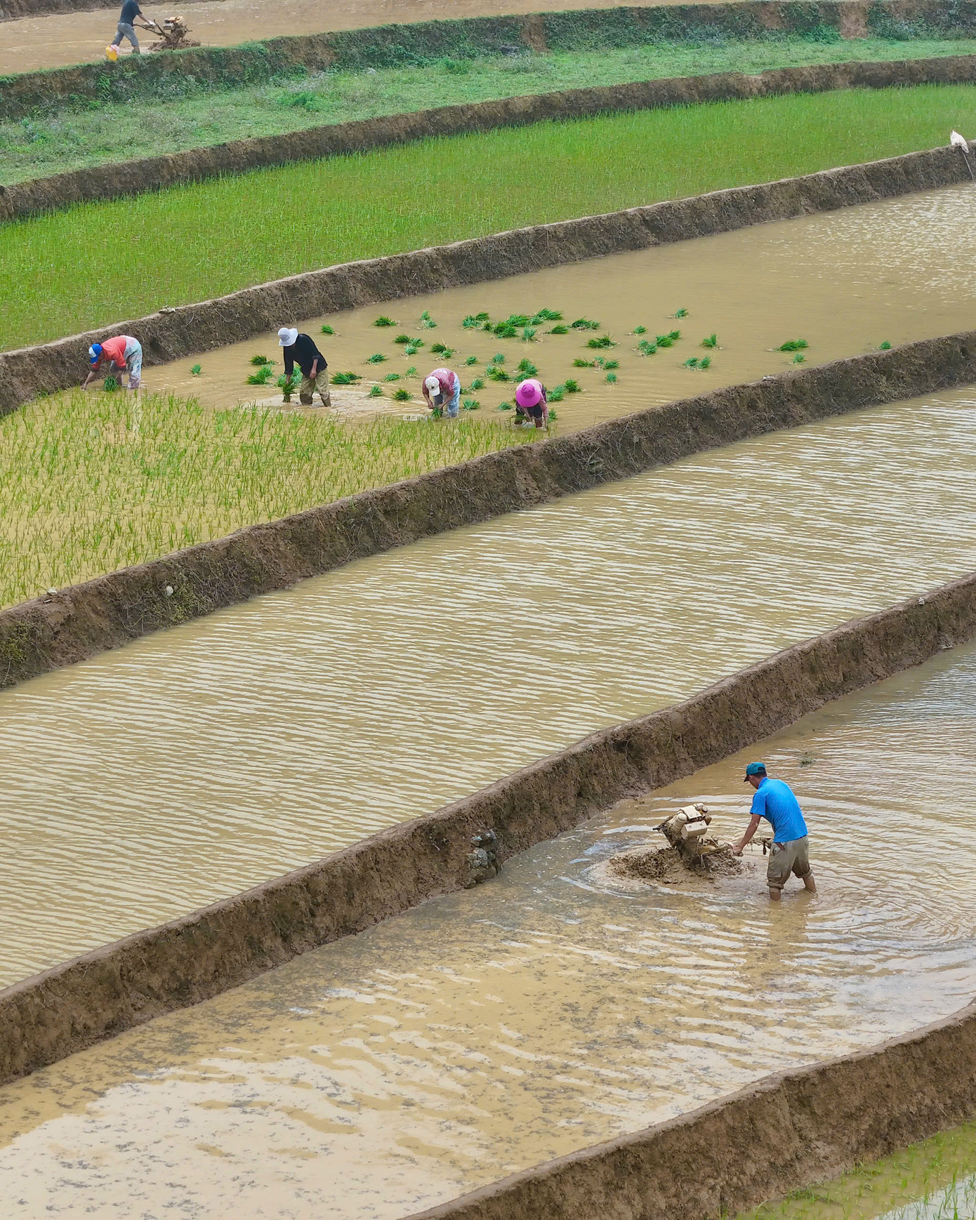 Từ sáng sớm, cả bản làng rộn ràng tiếng người, tiếng trâu kéo bừa, tiếng cười nói vang vọng giữa núi đồi.