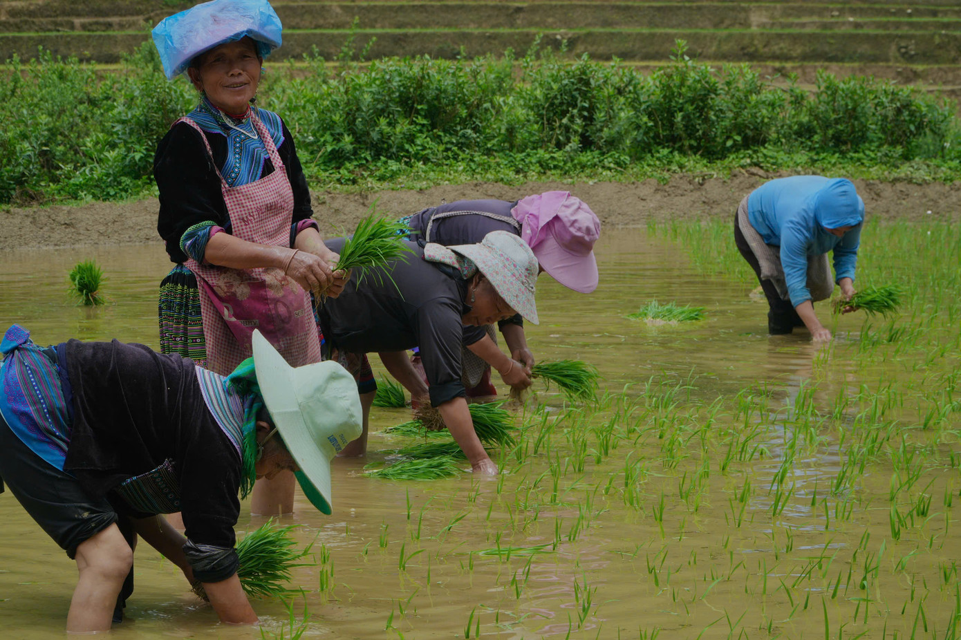 Những bàn tay cần mẫn đặt từng bụi mạ xuống lớp bùn mềm, như gieo hy vọng cho mùa màng bội thu.
