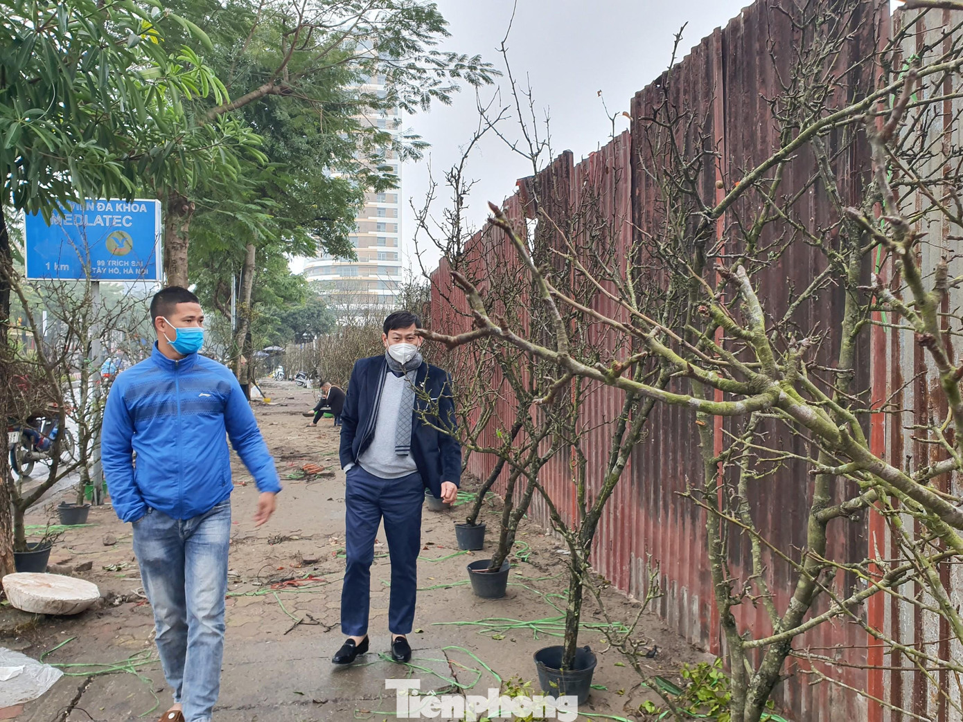 Mỗi cành lê có giá từ 2 -3 triệu đồng.