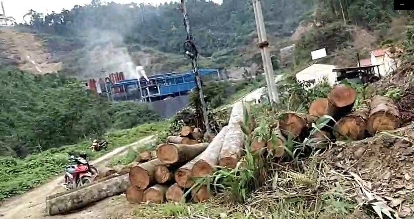 Gỗ được cắt từng khúc vận chuyển về xưởng cưa giáp nhà máy luyện chì của công ty TNHH Hoàng Nam