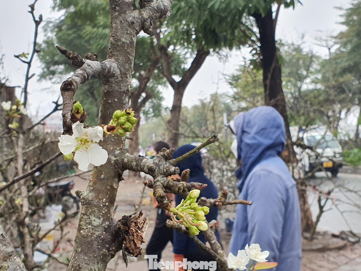 Những ngày sau Tết có rất nhiều người Hà Nội xuống phố mua hoa lê để chơi