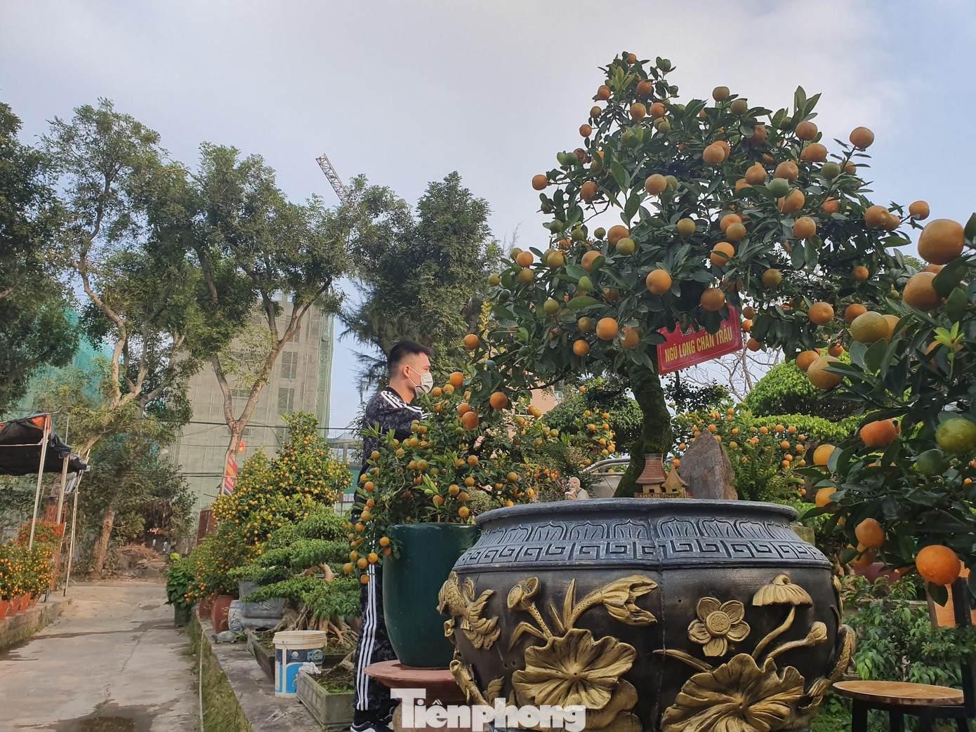 Ông Xuân cho biết, quất của vườn chủ yếu làm quà biếu nên năm nay lượng khách mua vẫn không giảm, thậm chí những ngày gần Tết có thể còn “cháy” hàng như mọi năm vì khách không đặt trước.